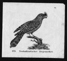 1830 - Litografia Goat Sucker Nightjar comprar usado  Enviando para Brazil