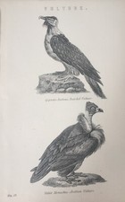 Gravura antiga com estampa de abutre pássaros abutres barbudos e árabes C1877 pássaro, usado comprar usado  Enviando para Brazil