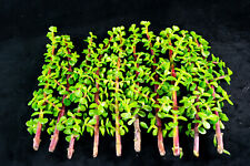 Healthy portulacaria afra for sale  Baldwin Park