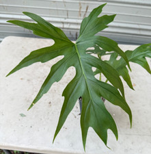 Philodendron warszewiczii for sale  North Port