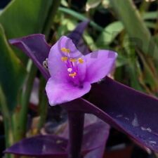 Tradescantia pallida pianta usato  Italia