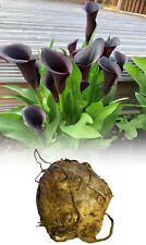 Zantedeschia black star for sale  ALFRETON