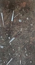 Rarität fossilien tischplatte gebraucht kaufen  Darmstadt