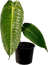 Anthurium veitchii green for sale  Denver