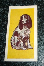 Abc cinemas dogs for sale  LEIGHTON BUZZARD