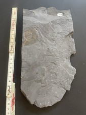 Schieferplatte holzmaden ammon gebraucht kaufen  Kobern-Gondorf