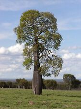 Queensland bottle tree for sale  USA