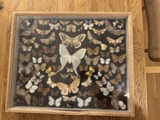 Alter schmetterling präpertat gebraucht kaufen Alter schmetterling präpertat gebraucht kaufen  Aachen