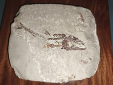 Fossile pesce quadro usato Fossile pesce quadro usato  Borghetto Santo Spirito