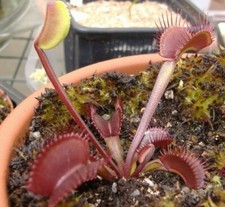 Pianta carnivora muscipula usato  Grumo Appula