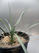 Yucca rostrata pot usato  Monterosso Almo