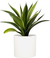 Fox fern large for sale  Las Vegas