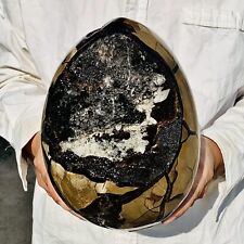 13.8lb natural turtle for sale  Burlington