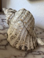 Conchiglia tritone gigante usato  Cagliari
