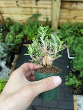 Olive mame bonsai for sale  Wallkill