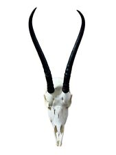 Real springbok skull for sale  Champlain