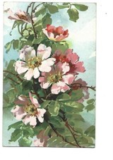 Illustration branche arbre d'occasion  Toulon-