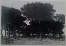 Casal borsetti ravenna usato  Cesenatico