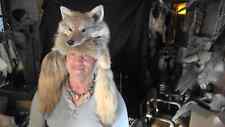 Mounted coyote fur for sale  West Falls