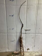 Year old wisteria for sale  Livingston