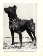 1930s antique bouvier d'occasion  Expédié en Belgium