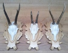 Rehgeweihe bockgeweihe geweihe gebraucht kaufen  Mering
