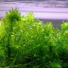 Elodea densa 500 for sale  HOUNSLOW