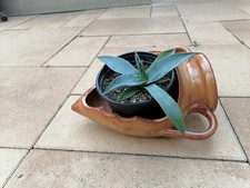 Pflanzgefäß krug ton gebraucht kaufen  Gera