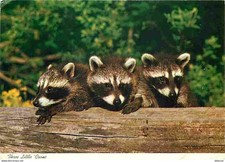 Animals raccoons little d'occasion  Expédié en Belgium