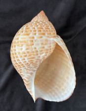 Tonnidae tonna perdix for sale  Charlottesville