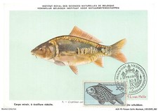Auxp2 0096 poisson d'occasion  France