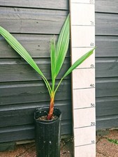 Mexican fan palm for sale  STAFFORD