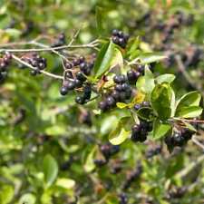 Chokeberry viking bush for sale  SOUTHAMPTON