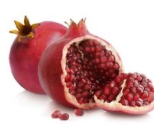 Pomegranate tree shirin for sale  Fresno