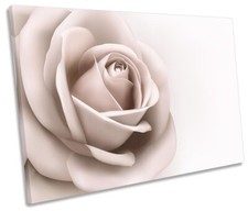 Cream rose flower for sale  UK