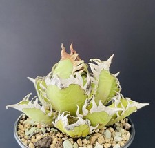 Magnifique agave titanota d'occasion  Aire-sur-l'Adour