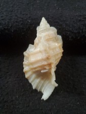 Cerastostoma foliatum seashell for sale  Raleigh