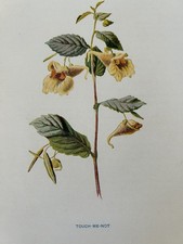 Antique botanical print for sale  TORRINGTON