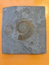 Fossilplatte ammoniten . gebraucht kaufen  Hörselberg-Hainich