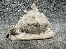 Large natural seashell for sale  Kulpmont