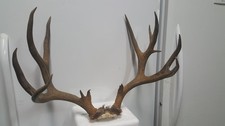 Studly 7x6 colorado for sale  Florence