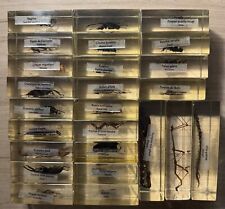Lot insectes résine d'occasion  Équeurdreville-Hainneville