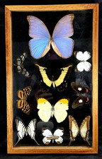 Real butterfly moth for sale  Carlisle