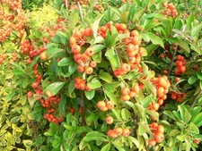 Pyracantha orange glow for sale  STOKE-ON-TRENT