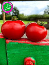 Tomatensamen kremser perle gebraucht kaufen  Tittmoning