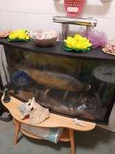 Vintage taxidermy carp for sale Vintage taxidermy carp for sale  LEEDS