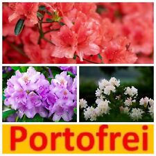 Set rhododendron weiße gebraucht kaufen  Groß-Zimmern