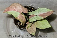 Syngonium strawberry milk for sale  Mariposa