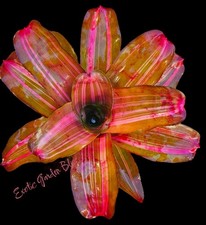 Big young neoregelia for sale  USA