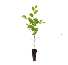 Beech trees native for sale  HEATHFIELD